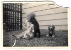 puppylove